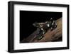 Dendrobates Auratus F. Tobago (Green and Black Poison Dart Frog)-Paul Starosta-Framed Photographic Print