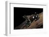 Dendrobates Auratus F. Tobago (Green and Black Poison Dart Frog)-Paul Starosta-Framed Photographic Print