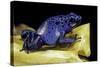 Dendrobates Azureus (Blue Poison Dart Frog)-Paul Starosta-Stretched Canvas