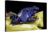 Dendrobates Azureus (Blue Poison Dart Frog)-Paul Starosta-Stretched Canvas