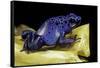 Dendrobates Azureus (Blue Poison Dart Frog)-Paul Starosta-Framed Stretched Canvas