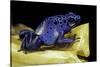 Dendrobates Azureus (Blue Poison Dart Frog)-Paul Starosta-Stretched Canvas