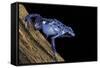 Dendrobates Azureus (Blue Poison Dart Frog)-Paul Starosta-Framed Stretched Canvas