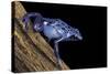 Dendrobates Azureus (Blue Poison Dart Frog)-Paul Starosta-Stretched Canvas