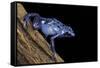 Dendrobates Azureus (Blue Poison Dart Frog)-Paul Starosta-Framed Stretched Canvas