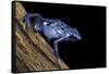 Dendrobates Azureus (Blue Poison Dart Frog)-Paul Starosta-Framed Stretched Canvas