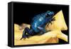 Dendrobates Azureus (Blue Poison Dart Frog)-Paul Starosta-Framed Stretched Canvas