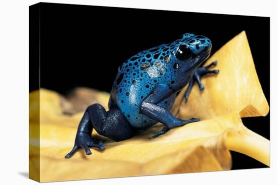 Dendrobates Azureus (Blue Poison Dart Frog)-Paul Starosta-Stretched Canvas