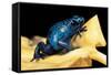 Dendrobates Azureus (Blue Poison Dart Frog)-Paul Starosta-Framed Stretched Canvas