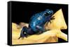 Dendrobates Azureus (Blue Poison Dart Frog)-Paul Starosta-Framed Stretched Canvas