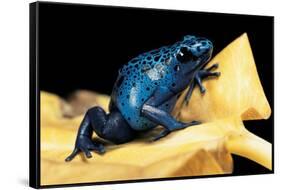 Dendrobates Azureus (Blue Poison Dart Frog)-Paul Starosta-Framed Stretched Canvas