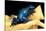Dendrobates Azureus (Blue Poison Dart Frog)-Paul Starosta-Stretched Canvas