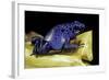 Dendrobates Azureus (Blue Poison Dart Frog)-Paul Starosta-Framed Photographic Print