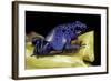 Dendrobates Azureus (Blue Poison Dart Frog)-Paul Starosta-Framed Photographic Print