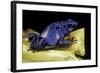 Dendrobates Azureus (Blue Poison Dart Frog)-Paul Starosta-Framed Photographic Print