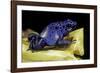 Dendrobates Azureus (Blue Poison Dart Frog)-Paul Starosta-Framed Photographic Print