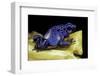 Dendrobates Azureus (Blue Poison Dart Frog)-Paul Starosta-Framed Photographic Print