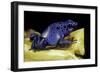 Dendrobates Azureus (Blue Poison Dart Frog)-Paul Starosta-Framed Photographic Print