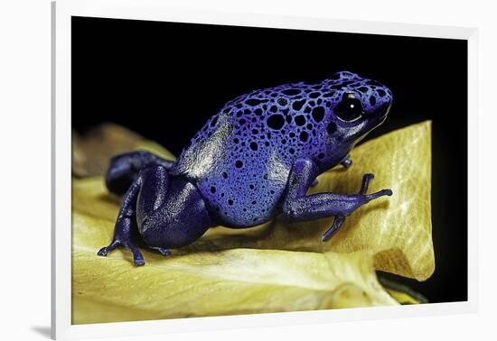 Dendrobates Azureus (Blue Poison Dart Frog)-Paul Starosta-Framed Photographic Print