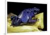 Dendrobates Azureus (Blue Poison Dart Frog)-Paul Starosta-Framed Photographic Print