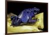 Dendrobates Azureus (Blue Poison Dart Frog)-Paul Starosta-Framed Photographic Print