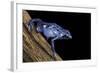 Dendrobates Azureus (Blue Poison Dart Frog)-Paul Starosta-Framed Photographic Print