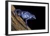 Dendrobates Azureus (Blue Poison Dart Frog)-Paul Starosta-Framed Photographic Print