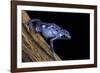 Dendrobates Azureus (Blue Poison Dart Frog)-Paul Starosta-Framed Photographic Print