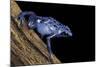 Dendrobates Azureus (Blue Poison Dart Frog)-Paul Starosta-Mounted Photographic Print
