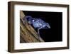 Dendrobates Azureus (Blue Poison Dart Frog)-Paul Starosta-Framed Photographic Print