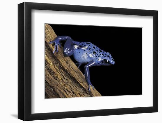 Dendrobates Azureus (Blue Poison Dart Frog)-Paul Starosta-Framed Photographic Print