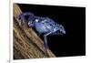 Dendrobates Azureus (Blue Poison Dart Frog)-Paul Starosta-Framed Photographic Print