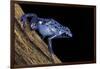 Dendrobates Azureus (Blue Poison Dart Frog)-Paul Starosta-Framed Photographic Print