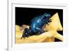 Dendrobates Azureus (Blue Poison Dart Frog)-Paul Starosta-Framed Photographic Print