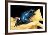 Dendrobates Azureus (Blue Poison Dart Frog)-Paul Starosta-Framed Photographic Print