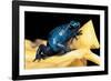 Dendrobates Azureus (Blue Poison Dart Frog)-Paul Starosta-Framed Photographic Print