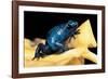 Dendrobates Azureus (Blue Poison Dart Frog)-Paul Starosta-Framed Photographic Print