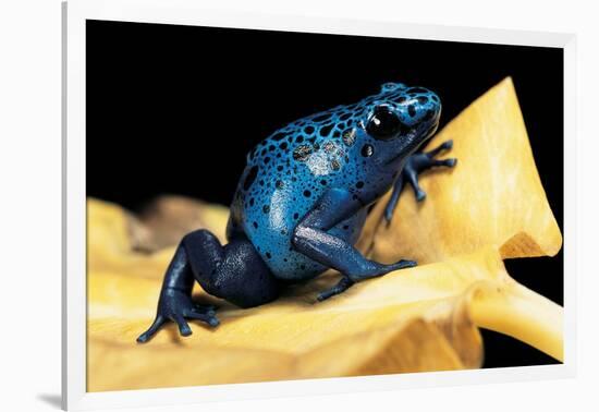 Dendrobates Azureus (Blue Poison Dart Frog)-Paul Starosta-Framed Photographic Print