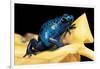 Dendrobates Azureus (Blue Poison Dart Frog)-Paul Starosta-Framed Photographic Print