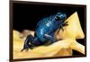 Dendrobates Azureus (Blue Poison Dart Frog)-Paul Starosta-Framed Photographic Print