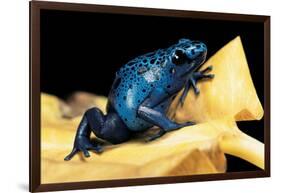 Dendrobates Azureus (Blue Poison Dart Frog)-Paul Starosta-Framed Photographic Print