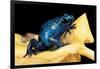 Dendrobates Azureus (Blue Poison Dart Frog)-Paul Starosta-Framed Photographic Print