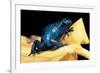 Dendrobates Azureus (Blue Poison Dart Frog)-Paul Starosta-Framed Photographic Print