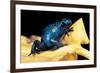 Dendrobates Azureus (Blue Poison Dart Frog)-Paul Starosta-Framed Photographic Print