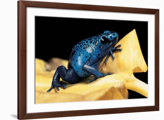 Dendrobates Azureus (Blue Poison Dart Frog)-Paul Starosta-Framed Photographic Print