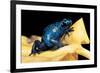 Dendrobates Azureus (Blue Poison Dart Frog)-Paul Starosta-Framed Photographic Print