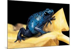 Dendrobates Azureus (Blue Poison Dart Frog)-Paul Starosta-Mounted Photographic Print