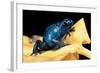 Dendrobates Azureus (Blue Poison Dart Frog)-Paul Starosta-Framed Photographic Print