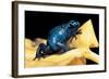 Dendrobates Azureus (Blue Poison Dart Frog)-Paul Starosta-Framed Photographic Print