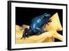 Dendrobates Azureus (Blue Poison Dart Frog)-Paul Starosta-Framed Photographic Print